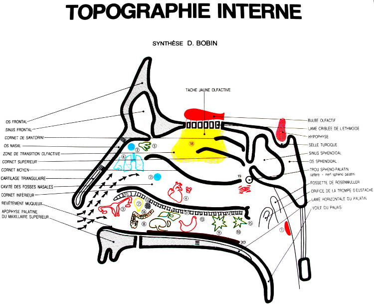 topographie interne